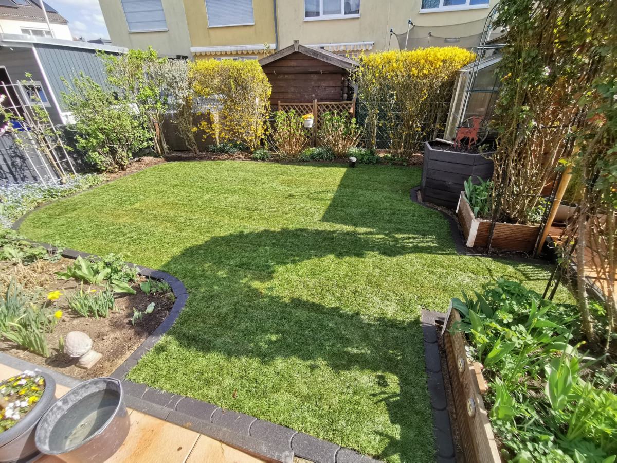 Fertiger Reihenhausgarten in Wesseling mit neuem Rollrasen, Beeteinfassung und Gartenhaus