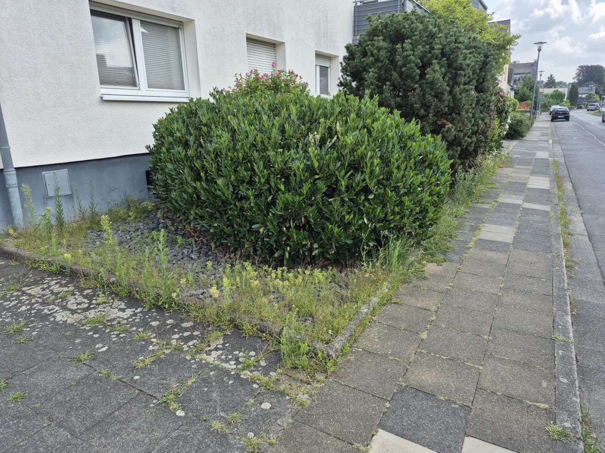 Zustand vor der Pflege: Wildwuchs in den Pflasterfugen am Gehweg neben der Hecke